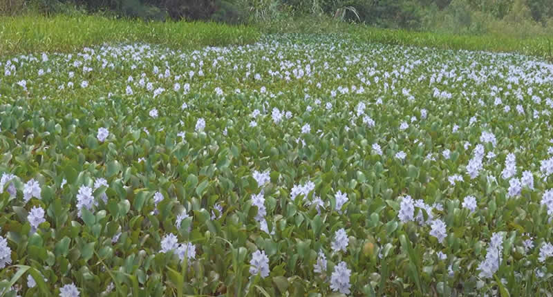 Wasser- & Uferpflanzen: Totora (Binsen), aquatische Pflanzen, Farne, Sträucher, Pantanos de Llochegua