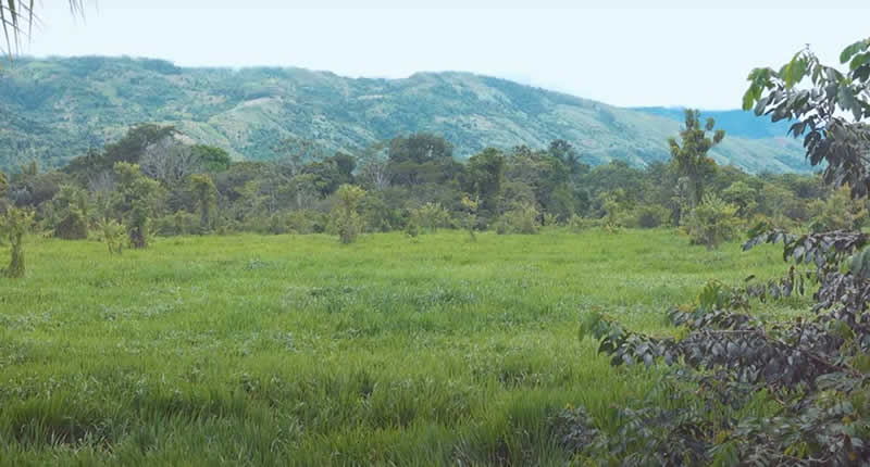 Pantanos de Llochegua, Kulturlandschaft rundum: Kakao, Kaffee und weitere Obstgehölze