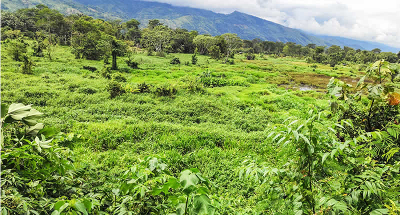 Kakao, Kaffee, Im feuchtgebiet