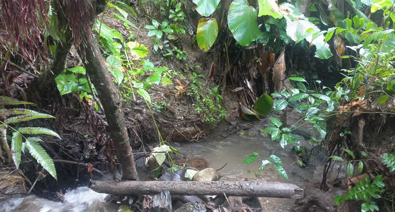 Selva mit tropisch-feuchtem Klima