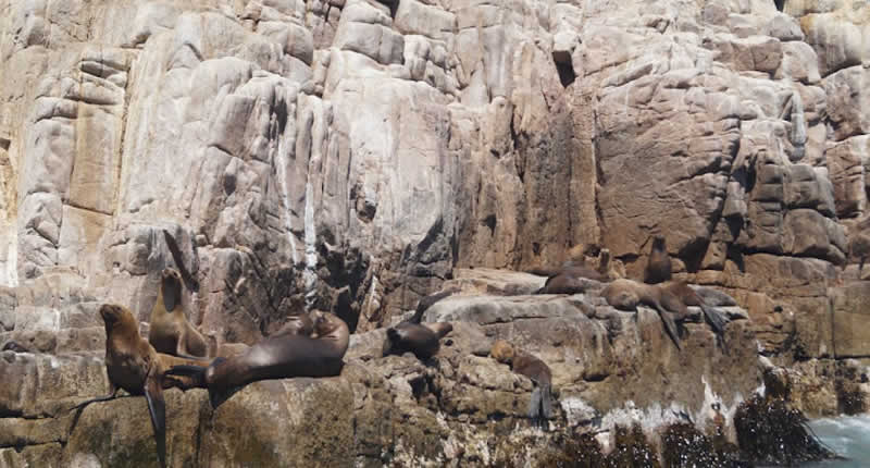 Fauna: de pingüinos de Humboldt a delfines