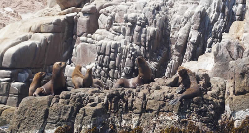 Vida marina y recursos