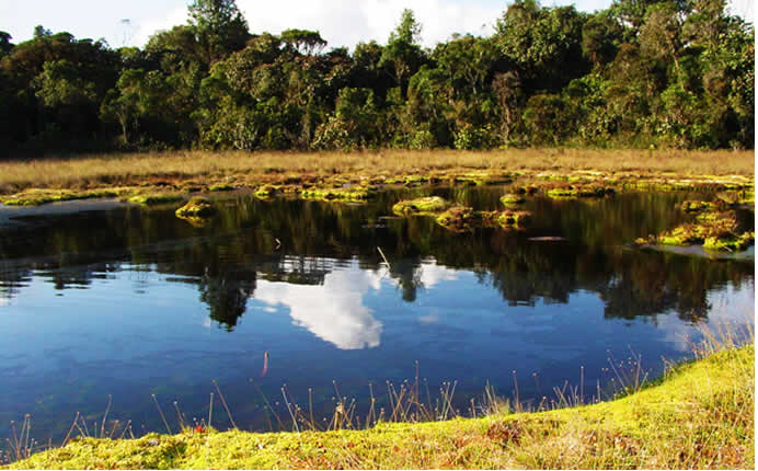 Bosque nuboso de Yunga protegido a 2.400 metros de altitud