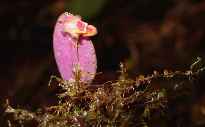 Fauna: aves, reptiles y el oso andino