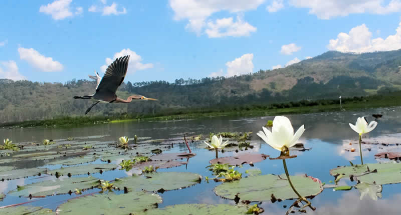Biodiversidad en el humedal de la laguna El Oconal