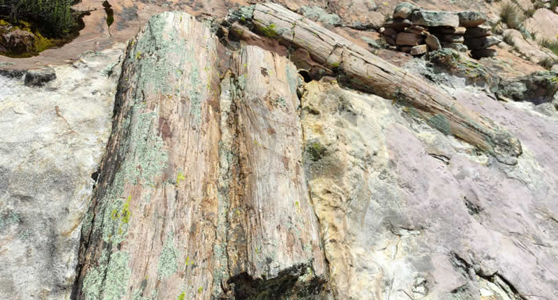 Ein fossiler Wald auf über 4.000 Metern Höhe