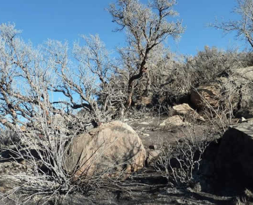 Bosque de Queñuas de Cara Cara – Hochandiner Polylepis-Wald bei Lampa