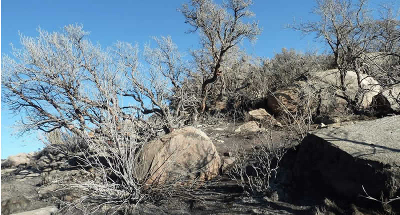 Bosque de Queñuas de Cara Cara – Hochandiner Polylepis-Wald bei Lampa