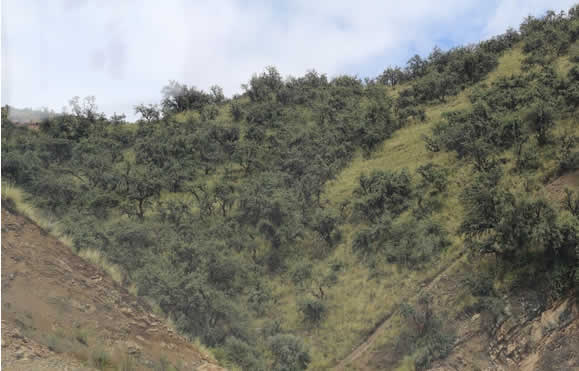 Heiliger Hochlandwald im Herzen der Provinz Lampa