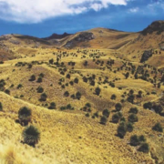 Bosque de rodales de Puyas de Tarucani – paisaje de titankas cerca de Ayaviri Bosque de rodales de Puyas de Tarucani – paisaje de titankas cerca de Ayaviri