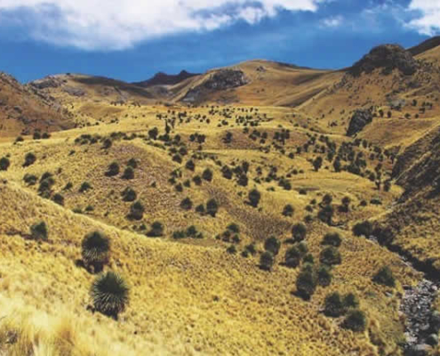 Bosque de Rodales de Puyas de Tarucani – Titanka-Landschaft bei Ayaviri Bosque de Rodales de Puyas de Tarucani – Titanka-Landschaft bei Ayaviri