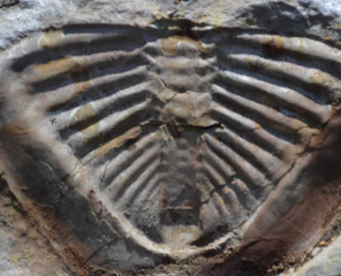 Fossilien von Taraco – Meerestiere im Gestein des Altiplanos Fossilien von Taraco – Meerestiere im Gestein des Altiplanos