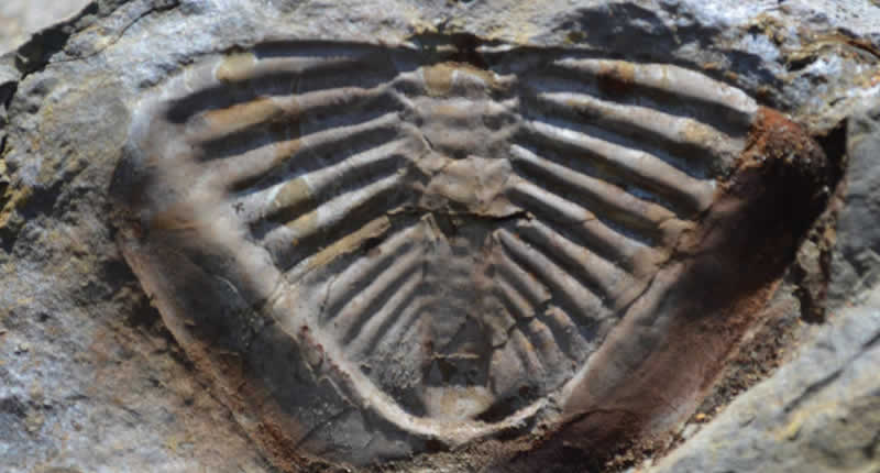 Fósiles de Taraco – Meerestiere im Gestein des Altiplanos