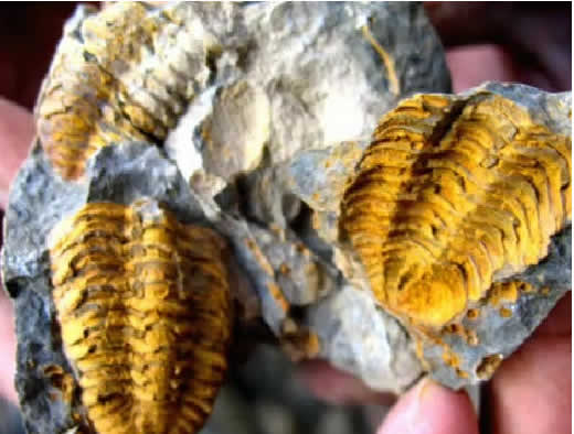 Fossilien von Taraco