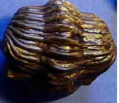 eingebettete Schalen, Rippen, Spiralformen und Fragmente