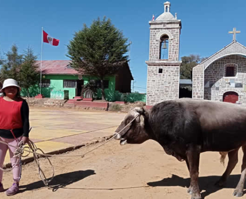 Islas Anapia und Yuspique: Gemeinschaftsinseln im Lago Wiñaymarca Islas Anapia und Yuspique: Gemeinschaftsinseln im Lago Wiñaymarca