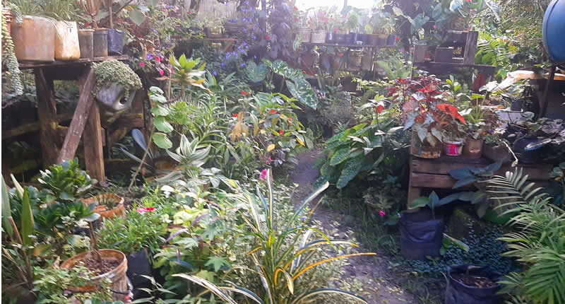 Diversidad de plantas y colección de orquídeas