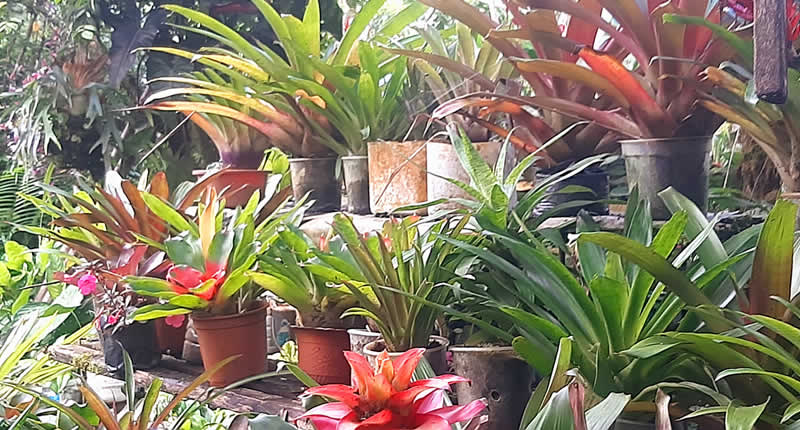 Plantas ornamentales, árboles y mundo acuático