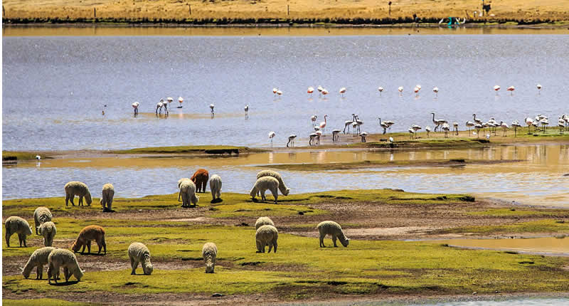 Laguna Lagunillas – Hochlandsee und Vogelparadies bei Santa Lucía