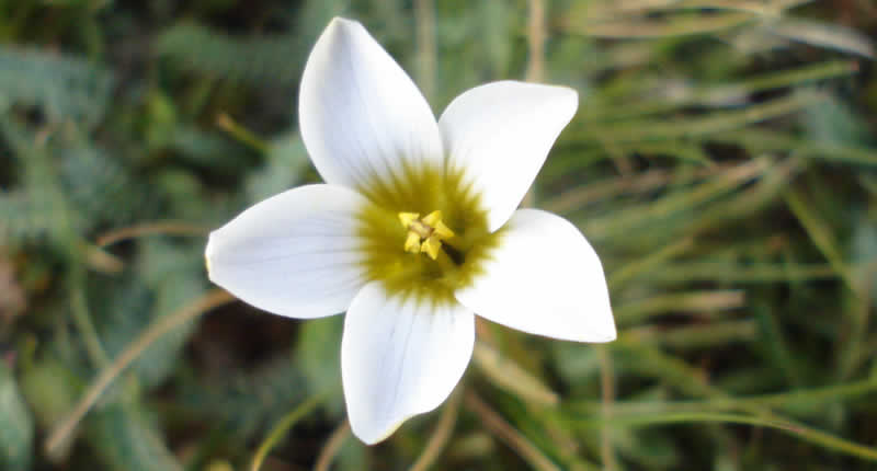 wilde Blütenpflanze