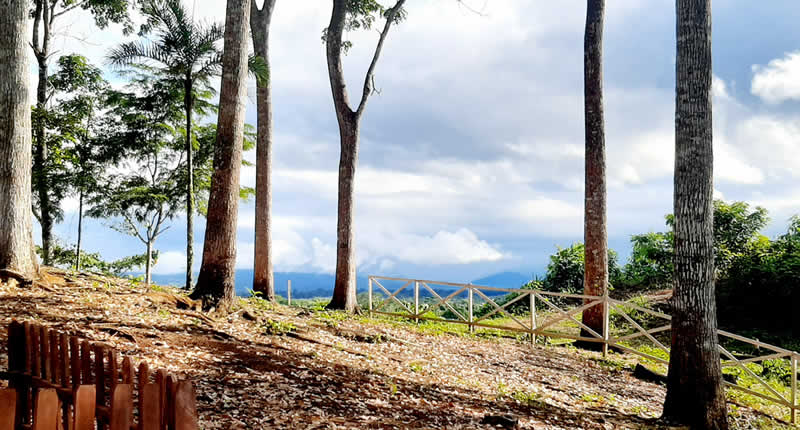 Mirador en el bosque