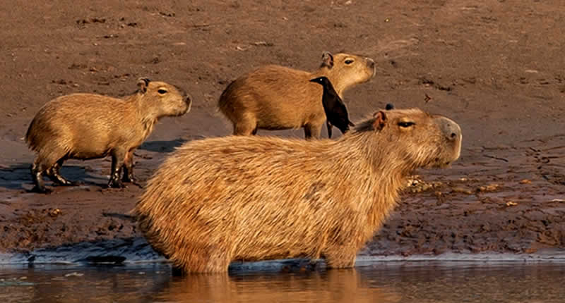 Tiervielfalt im Nationalpark