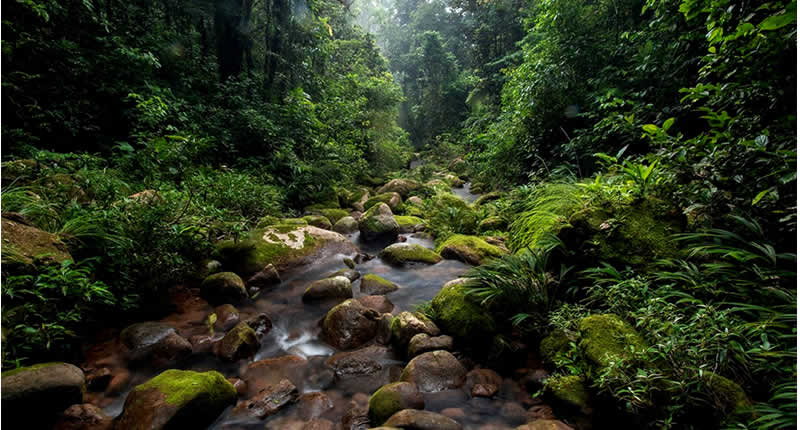 Hohe Biodiversität im Bahuaja Sonene