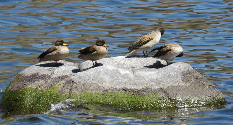 Aves en la Reserva Nacional del Titicaca