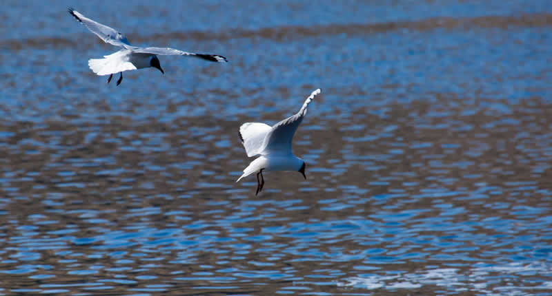 Observación de naturaleza y fauna en la reserva