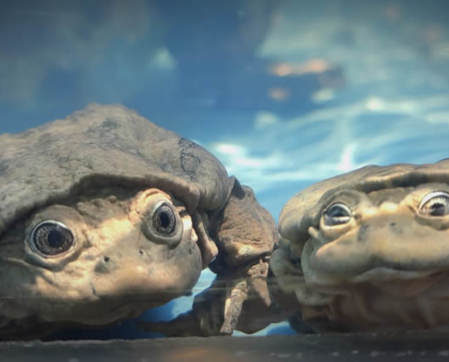 Fischzucht in Chucuito: Piscicultura am Titicacasee