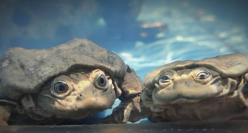 Fischzucht in Chucuito: Piscicultura am Titicacasee