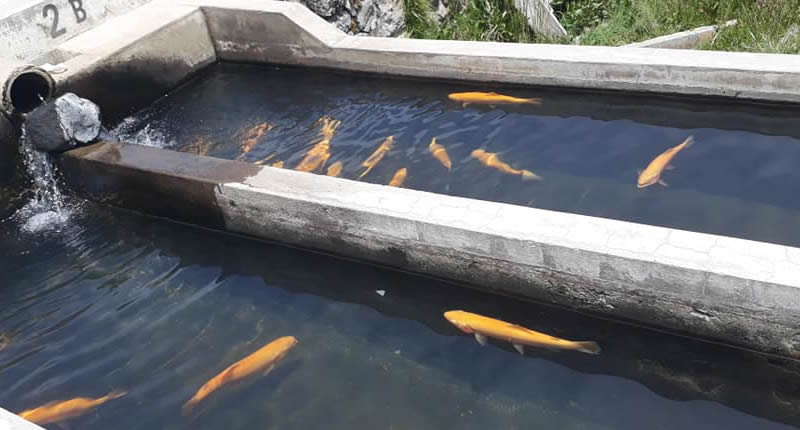 Forellenaufzucht und Fischforschung am Titicacasee