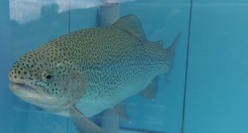 Forelle aus Gebirgsbächen