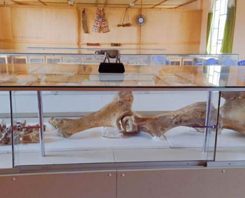 Fossile Überreste von Choccocconiri – Mastodonten im Hochland von Juli Fossile Überreste von Choccocconiri – Mastodonten im Hochland von Juli