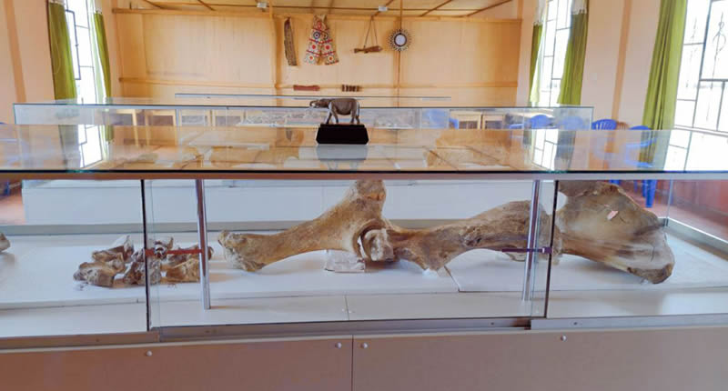 Fossile Überreste von Choccocconiri – Mastodonten im Hochland von Juli