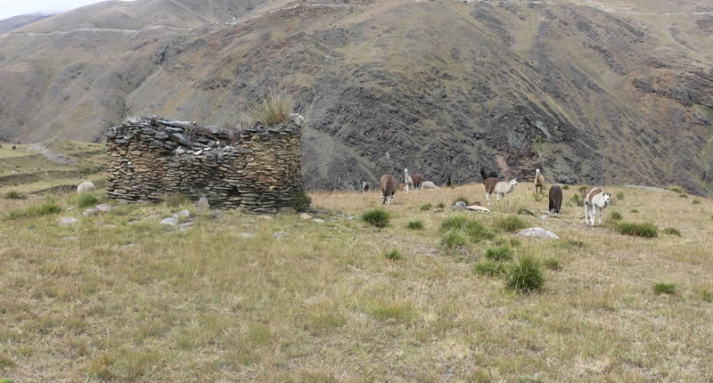 llamas grasen am Grabturm